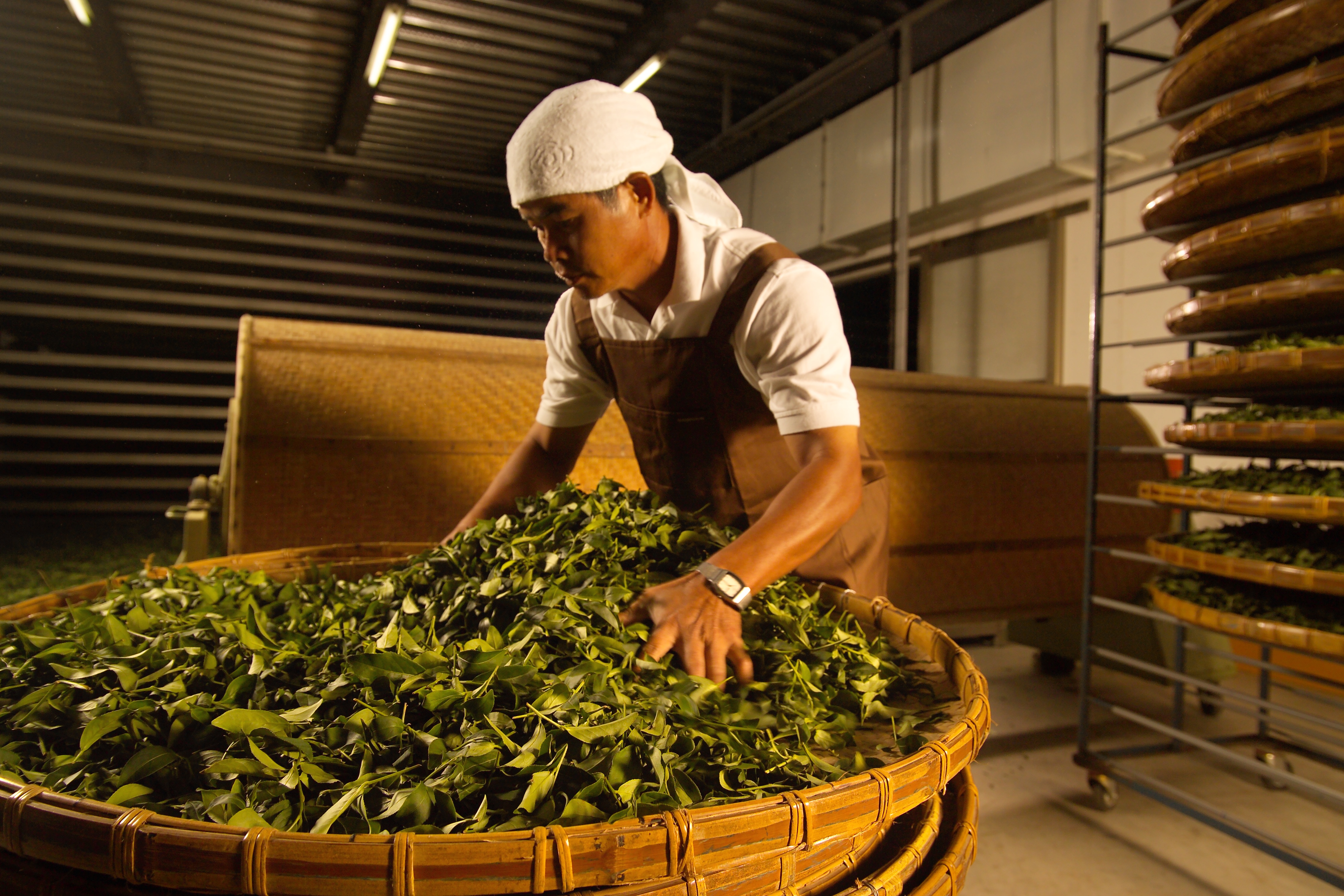 從茶葉生產到飲茶的科學-國立臺灣科學教育館